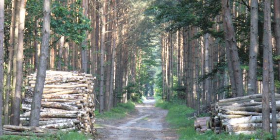 Běžecká trasa borovicovými lesy z Oken do Bělé pod Bezdězem
