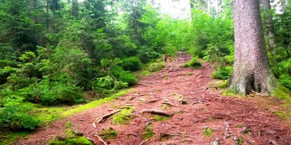 Šumava: běžecká trasa z Přední Výtoně na Medvědí horu